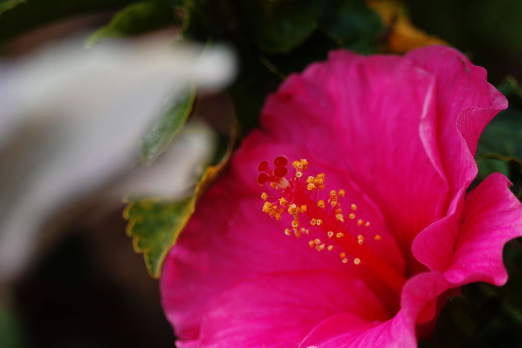 ハイビスカス　Ⅱ