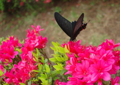 花と虫達　クロアゲハ