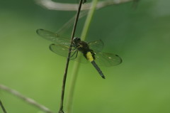 虫達を追って　こしあきとんぼ