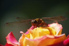 白露　アキアカネ？