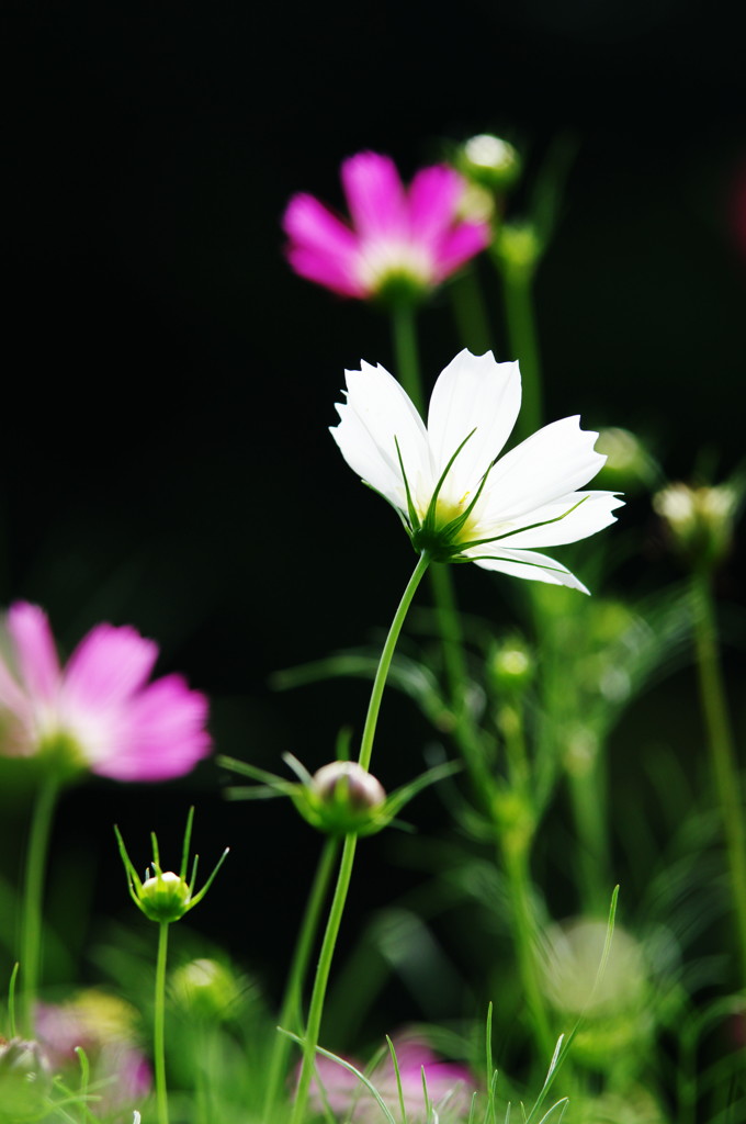 夏の花？　コスモス