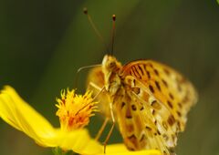 ヒョウモンチョウ　Ⅱ