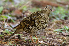 野鳥を探して　トラツグミ　Ⅱ