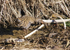 野鳥を探して　クイナ　Ⅱ