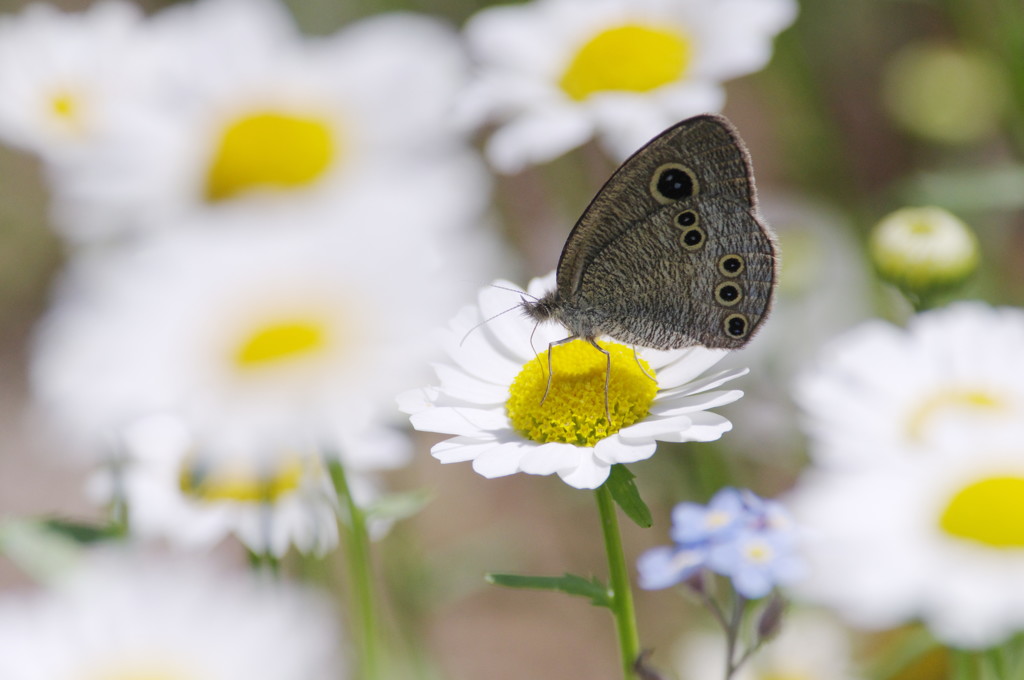 虫達を追って　ジャノメ蝶？