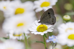 虫達を追って　ジャノメ蝶？