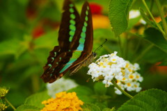 行秋　アオスジアゲハ