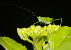 仲夏　キリギリス？