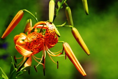 初夏を求めて　オニユリ