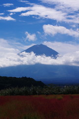 秋を探して　コキア