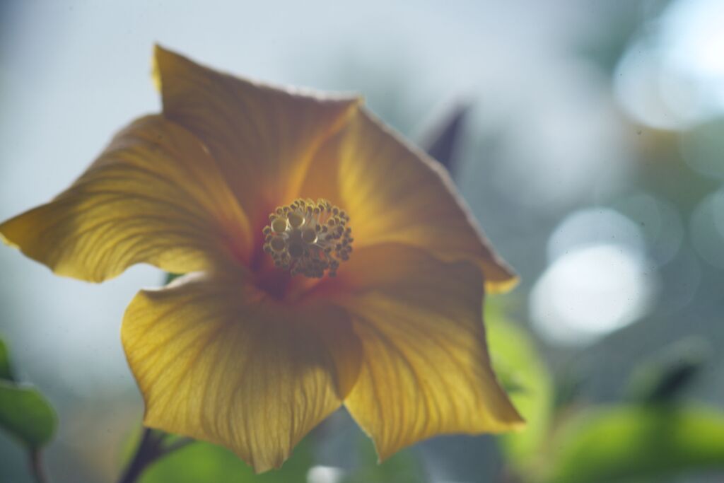 我が家のハイビスカス