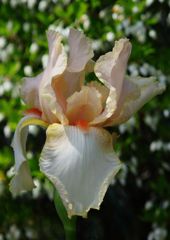 中春　ジャーマンアイリス