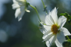 OLD LENS  皇帝ﾀﾞﾘｱ