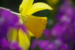 春光　水仙　Ⅱ