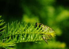 万緑　アサギマダラ？