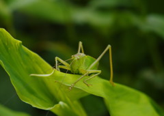 仲夏　キリギリス　Ⅱ