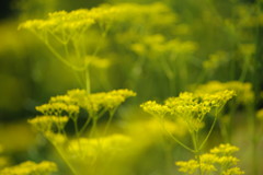 晩夏　オミナエシ