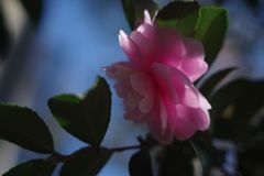 短日　サザンカ