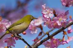野鳥を探して　メジロ　Ⅲ