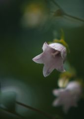 路傍　ホタルブクロ　Ⅱ