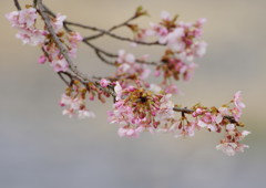 春を探して　河津桜
