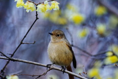 野鳥を探して　ジョウビタキ？　Ⅱ
