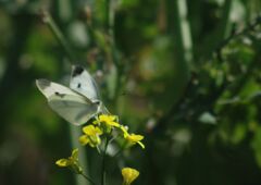 万緑　モンシロチョウ
