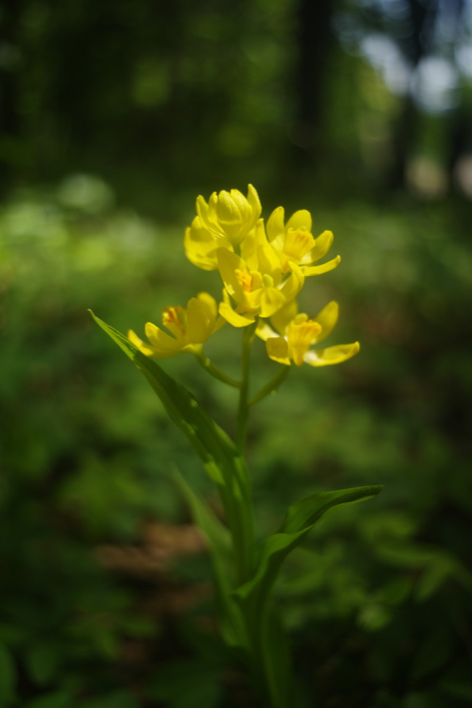 春色　キンラン