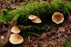 I秋を探して　キノコ　Ⅲ