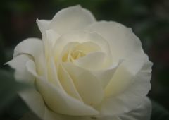 春色　薔薇　白