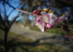OLD LENS  冬桜　Ⅱ
