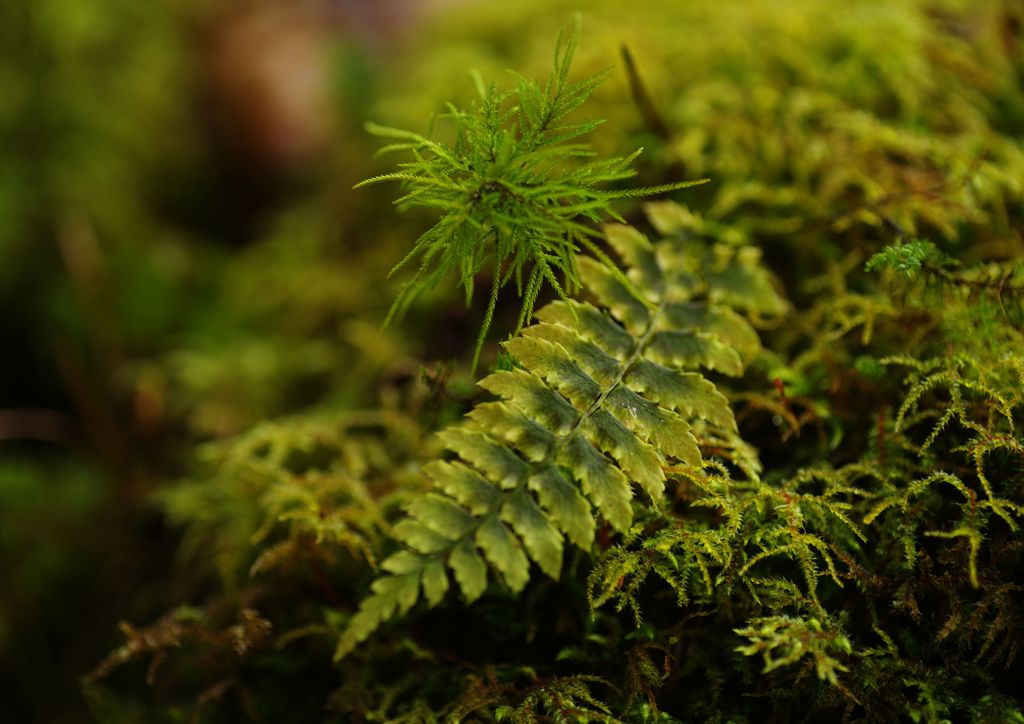 短日　コケ　Ⅱ