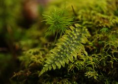 短日　コケ　Ⅱ