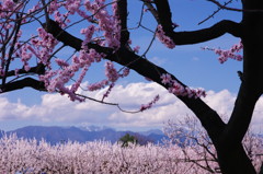 旅写真　アンズの里