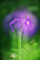 晩夏　ショウブ