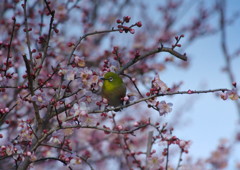 野鳥を探して　メジロ　Ⅱ