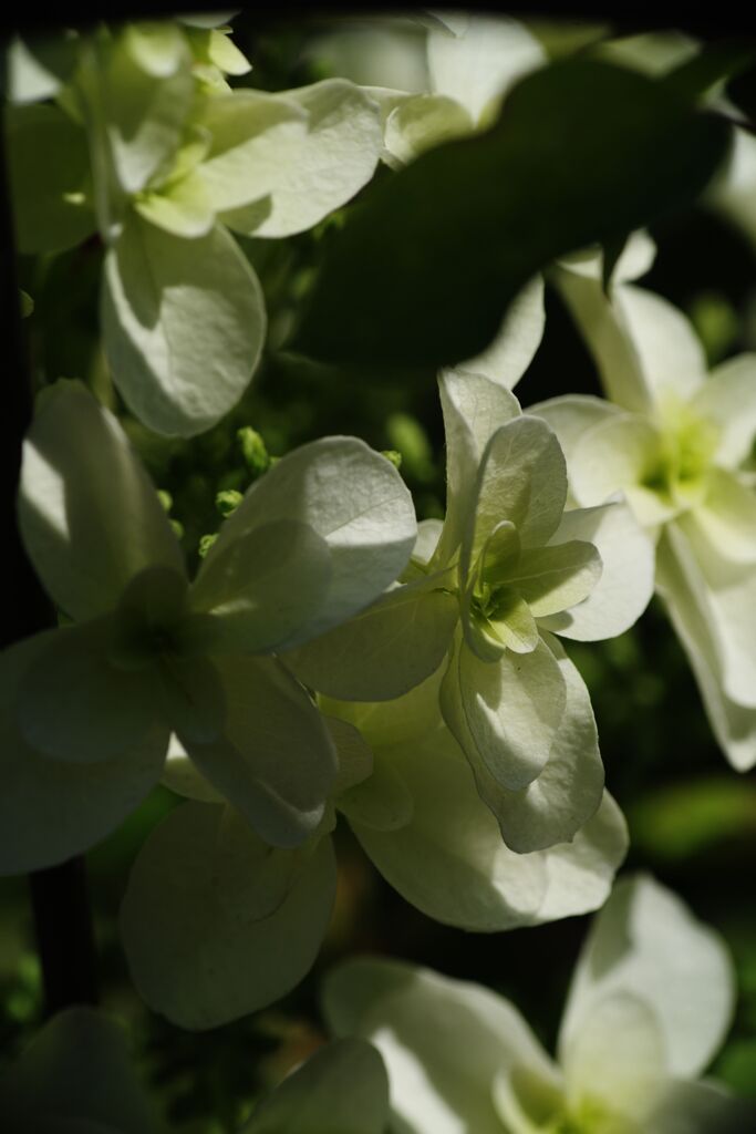 樫葉紫陽花　Ⅱ