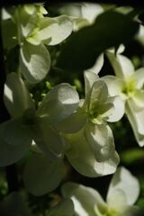 樫葉紫陽花　Ⅱ