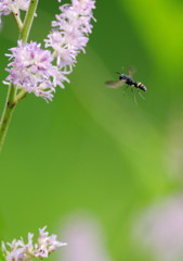 虫達を追って　？ハチ
