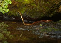 路傍　シマヘビ？