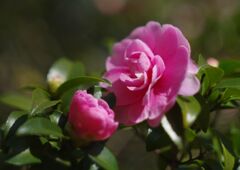 落日　寒椿　Ⅱ