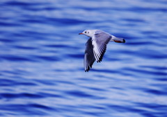 旅写真かもめⅡ