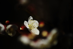 白梅