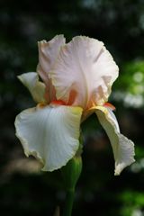 中春　ジャーマンアイリス　Ⅱ