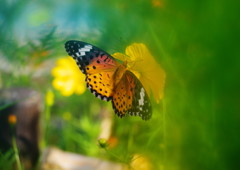 花と虫達　タテハチョウ