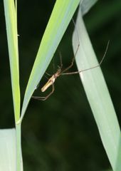 初夏　アシナガグモ？