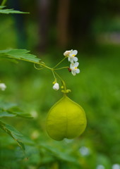 季夏　フウセンカズラ