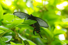 花と虫達　クロアゲハ？