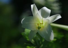 晩夏　白ユリ