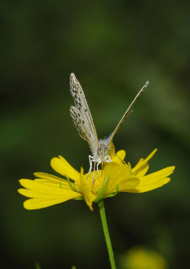 季夏　シジミチョウ